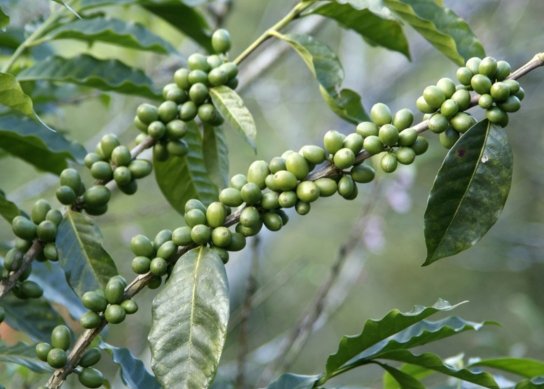 Green Coffee Beans
